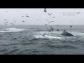 Humpback Whales Lunge Feeding In Monterey Bay!
