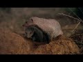 Army Of Tiny Mongoose Fight To Survive Against Apex Predators | Bandits Of Selous | Real Wild