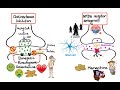 Pharmacology - DRUGS FOR ALZHEIMER'S DISEASE (MADE EASY)