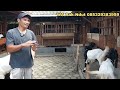 REVIEW KOMPLIT‼️DARA,INDUKAN DAN BAKALAN JANTAN LUWESAN/PAK NDUT FARM KALIGESING