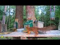 Amazing squirrel hid thirty-one hazelnuts | Relaxing video | Cat TV