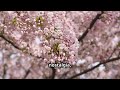 Cherry Blossoms: Japan's Symbol of Beauty and Renewal!