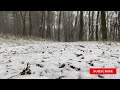 30 Minutes of Snow Falling Relaxing Video and Sound