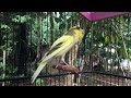 Spectacular Belgian Canary - everyone's favorite - the best canary training