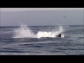 Breaching Humpback Whales #Monterey #Adventure #Travel