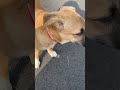 She loves her human mom! I told you guys I would put clips of my puppy on this channel!