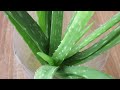 Over watering Aloe vera Plant