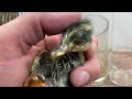 Broody Chicken saving Duck eggs