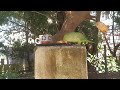 #Parrot #YouTube #short #video