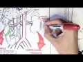 Liver Cirrhosis