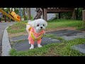 장마철에 산책한 강아지 말티즈 제니 | A Dog for A Walk during The Rainy Season #puppy #maltese #cute