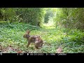 Backyard Trail Cam Video, Path Cam, May to July 2023