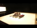Stop-motion SHOE animation! (Athena Studios)