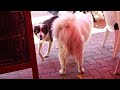 Wise and peaceful samoyed in a restaurant