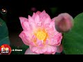 How to grow Mini Lotus Water in plastic cans | Lotus plant in pots