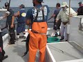 Don Yoon fighting and catching a bluefin tuna on the Challenger's Angling Club August 2020 charter.