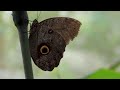 Amazon Wildlife 4K - Explore Amazing Wildlife Movies With Relaxing Piano Music - 4K Video