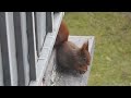 Wiewiórka na balkonie 1