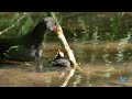 A BEAUTIFUL STORY OF GALLINULES - THIRD PART OF THE SOURCE