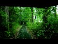Heavy raining in the forest - Relaxing Nature Sounds.