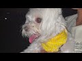 My Dog Scared of Fireworks | xoxo Lucy the Maltese