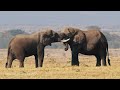 Untouched Nature Adventure 4K 🐾 Amazing Wilderness Animals Movie with Real Sound & Relax Piano Music