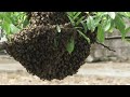 Wild bee swarm in a tree...again!