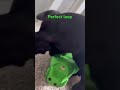 Perfect loop #cute #puppy #funny #dog