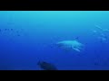 Great White Shark circles divers in Mozambique!  - NO CAGE !