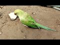 mitthu voice parrot voice ❤️🎀