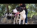 ALL ABOUT THE GREAT DANE THE K9 GENTLE GIANT