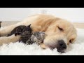 Kittens Love a Golden Retriever Like Their Mom