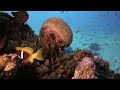 4K ULTRA HD Colors Of The Ocean - The Best Sea Animals with Relaxing and Soothing Music
