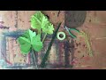 The Making of a Paper Plant: Squash Vine