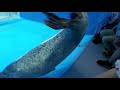 疫情線上學習頻道測試影片-砲彈海豹
