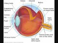 Human Eye: 01: General Anatomy