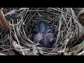 baby bird finds it hard to move when it is crushed by its sibling.bird eps 246