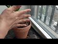 How to Divide & Repot Cattleya Orchids | Easy Repotting Tips for Beginners