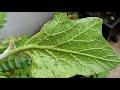 HOMEMADE BAKING SODA PESTICIDE  | Combat Aphids in plants and leafy vegetables