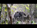 Tigress and cubs take down bull gaur