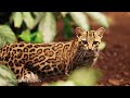Magnificent Creatures Animals 4K 🐾 Discovery Amazing Wild Film with Relaxing Piano Music, Real Sound