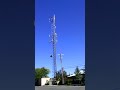 Microwave Tower - Why are all these Black Ravens landing there?