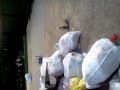 Squirrel eating out the trash that aint nuts.