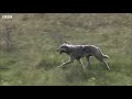 Can This Buffalo and Calf Escape These Hungry Wolves? | BBC Earth