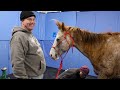 Brain Surgery (Gelding)  - Blaze