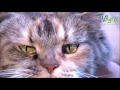 Características del Gato Maine Coon - TvAgro por Juan Gonzalo Angel