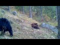 Momma Bear and Cubs