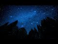 Escape Anxiety with Peaceful Night Forest Sounds