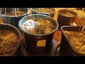 Learning final steps before harvest (must watch)