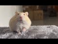 Cat scared of hamster. Watch funny reactions! #cat  #hamsters  #funny